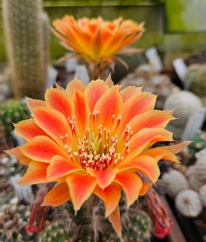 Lobivia Hybride NIESSI